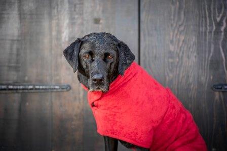 Ruff and Tumble Dog Drying Coat - Brick Red - Image 4