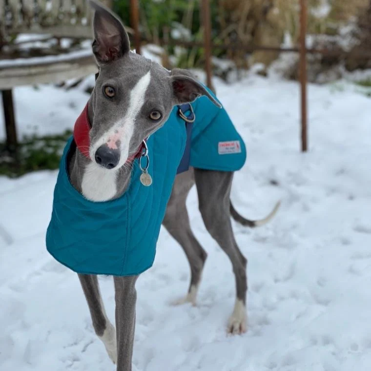 Warm Waterproof Whippet Coat - Image 4