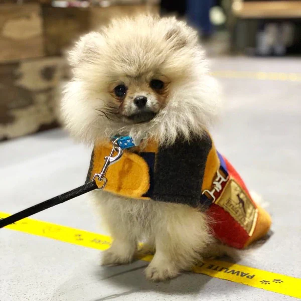 Witney Wool Dog Rug Coat in 7 Sizes - Image 4