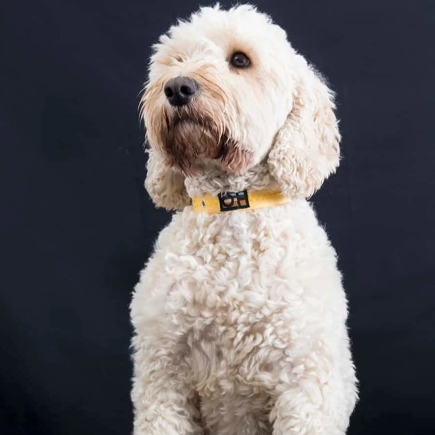 Yellow Oscar and Hooch Dog Collar - Image 3