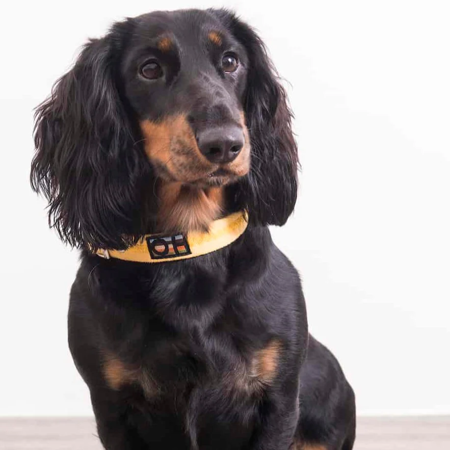 Yellow Oscar and Hooch Dog Collar - Image 4